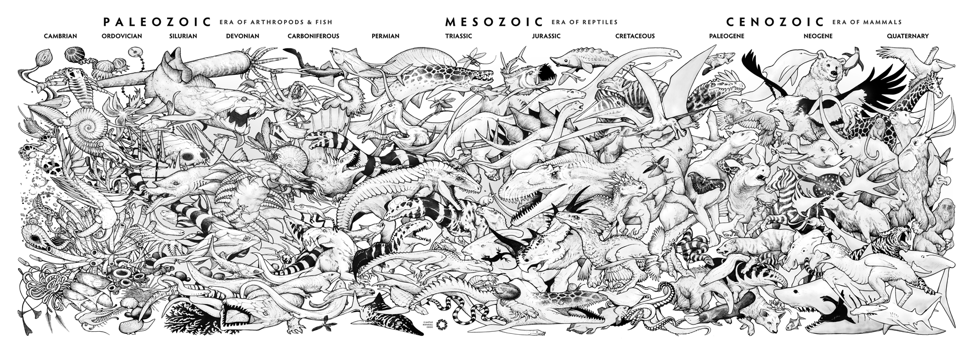 1922x700 An Illustrated Timeline About The Evolution Of The Whole Animal - Animal Kingdom Drawing