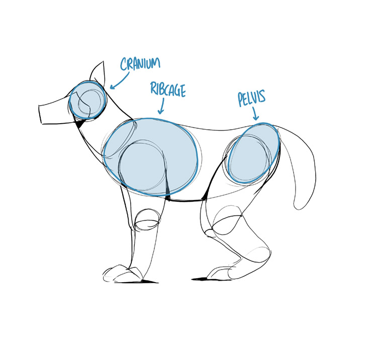 760x692 Part Two Constructional Drawing Lesson - Animal Line Drawings