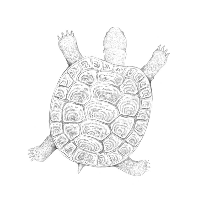 850x850 How To Draw A Turtle - Animal Patterns Drawing