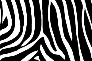300x200 How To Draw Zebra Print - Animal Print Drawing