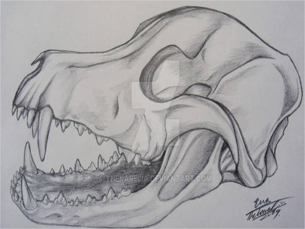 Animal Skeleton Drawing