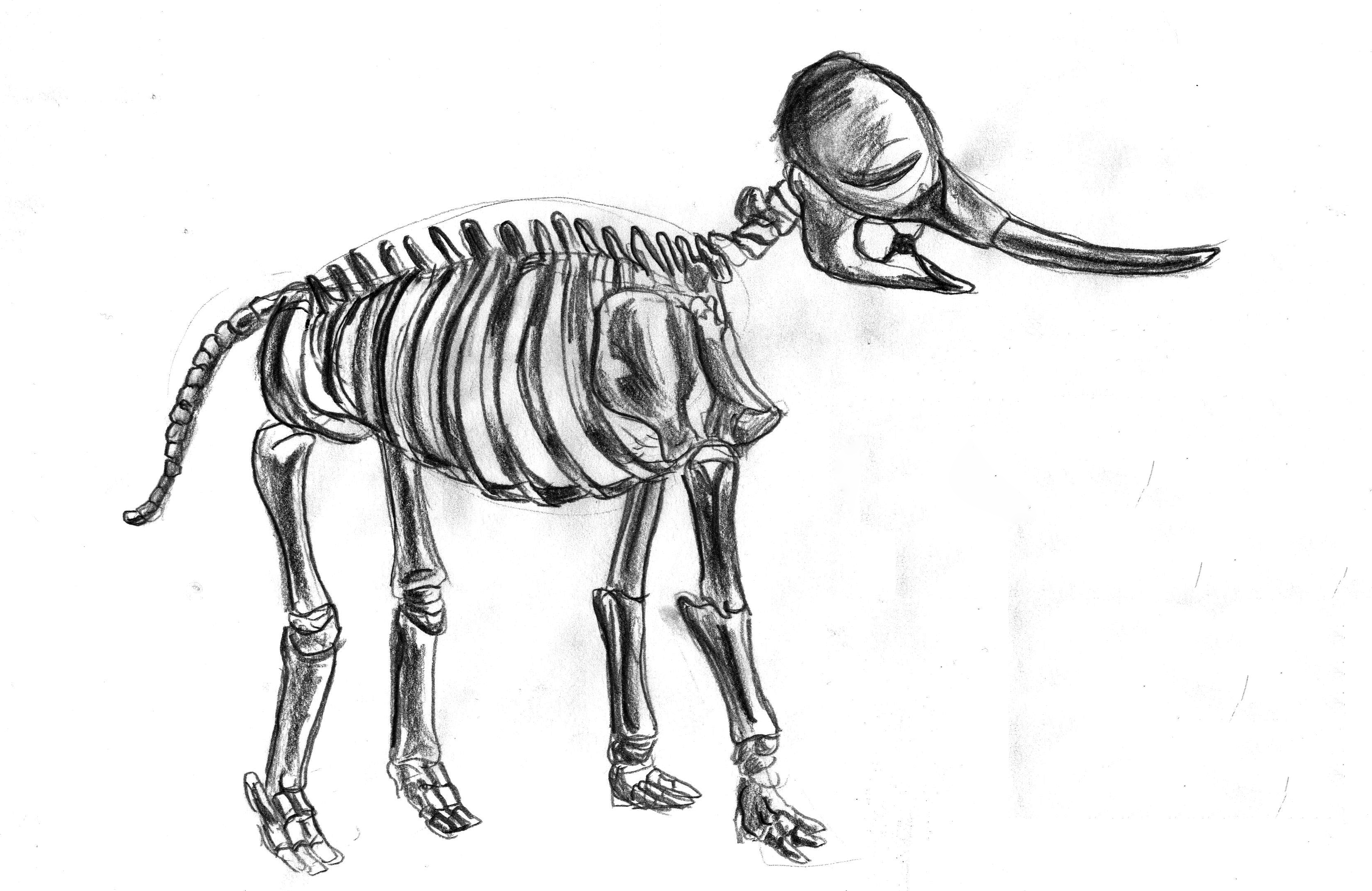 Animal Skeleton Drawing at Explore collection of