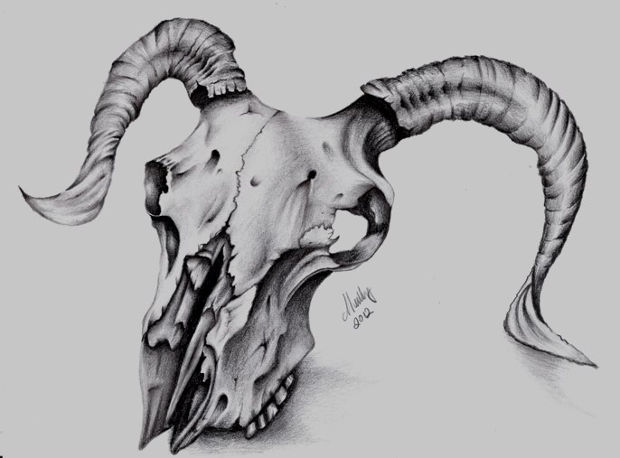 620x458 Animal Skulls With Horns Drawing - Animal Skeleton Drawing