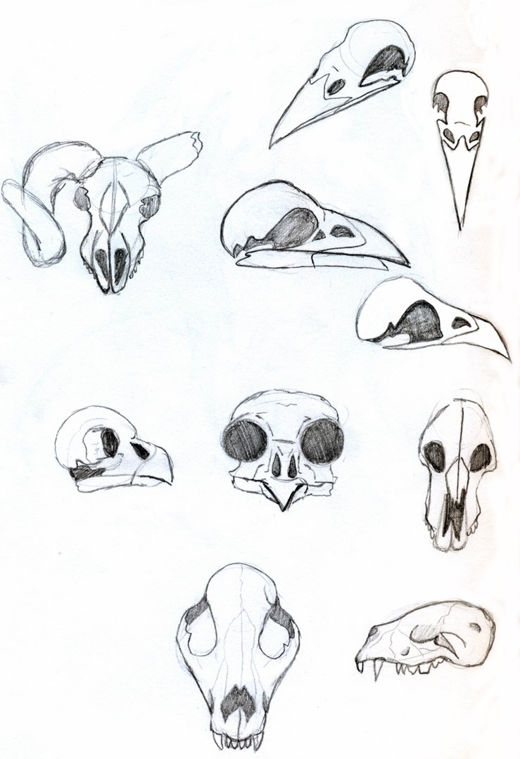 Easy Animal Skull Sketch ~ Pict Art
