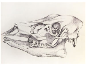 300x232 Deer Skull Drawing, Pen And Ink, Skull Print, Animal Skull Drawing - Animal Skeleton Drawing