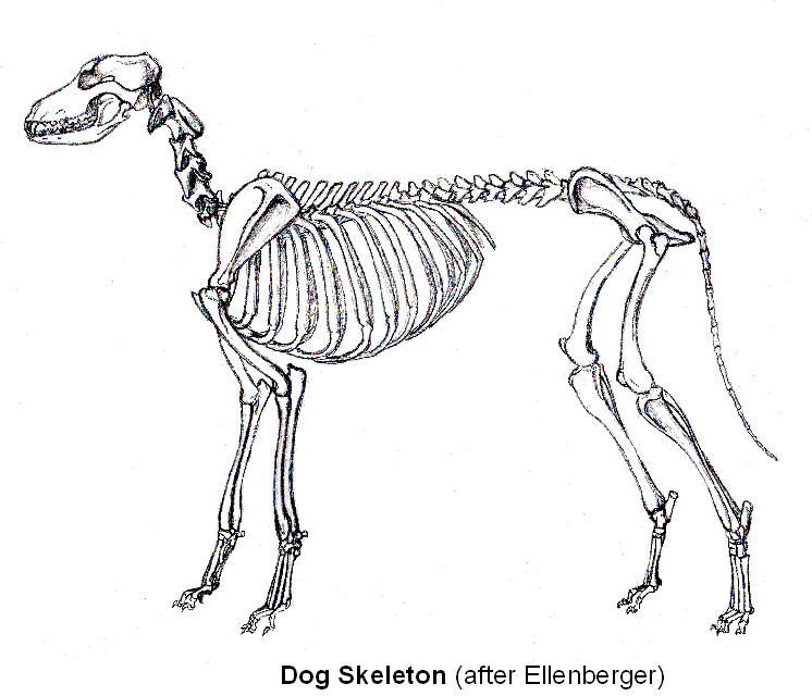 Animal Skeleton Drawing at PaintingValley.com | Explore collection of