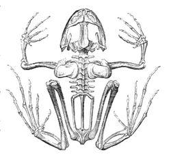 250x229 Frog Skeleton Drawing - Animal Skeleton Drawing