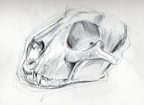 500x366 James Boyle Animal Skulls - Animal Skeleton Drawing