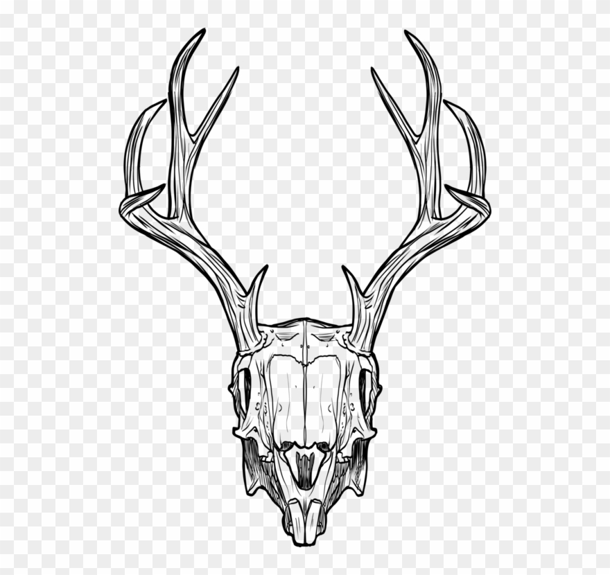 880x830 Jackalope Deer Animal Skulls Horn - Animal Skeleton Drawing