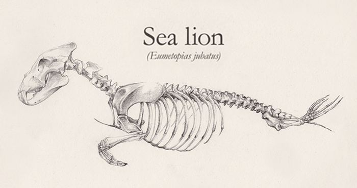 700x368 skeletons of animals created - Animal Skeleton Drawing