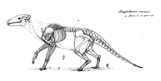 640x322 A History Of Skeletal Drawings Part - Animal Skeleton Drawing