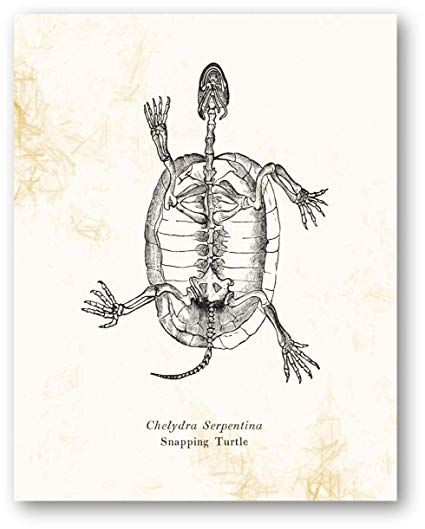 425x529 Chelydra Serpentina Snapping Turtle Animal Skeleton - Animal Skeleton Drawing