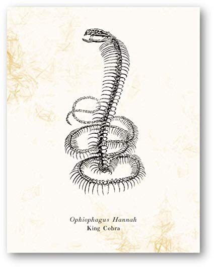 425x529 Ophiophagus Hannah King Cobra Animal Skeleton Vintage - Animal Skeleton Drawing