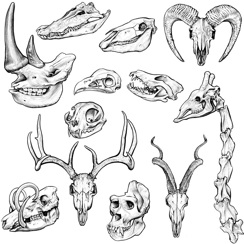 800x800 Animal Skull Ink Sketch - Animal Skull Drawing