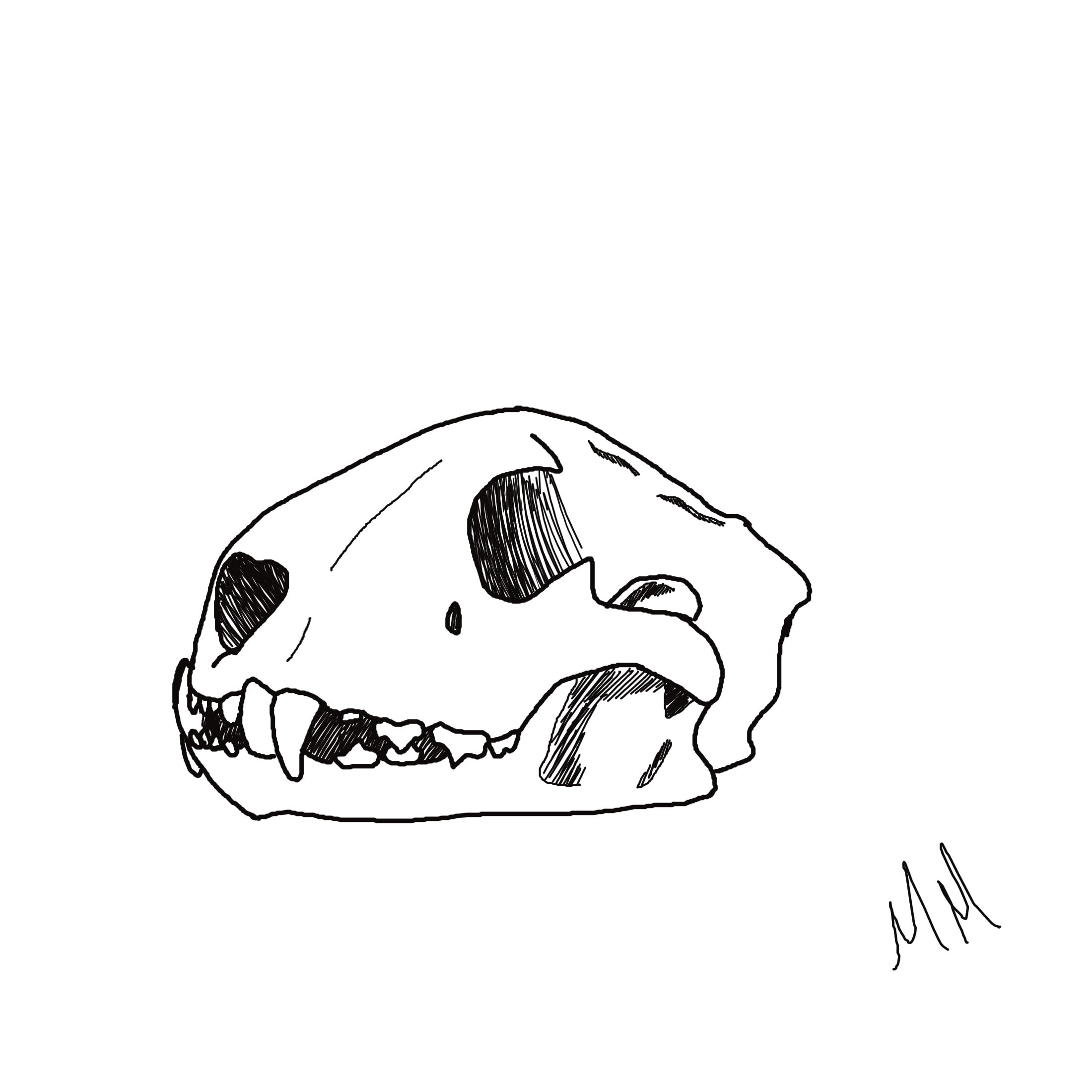 2200x2200 Draw An Animal Skull Of Your Choosing - Animal Skull Drawing