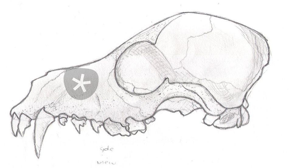 950x553 Animal Skull Drawing Art Prints And Posters - Animal Skull Drawing