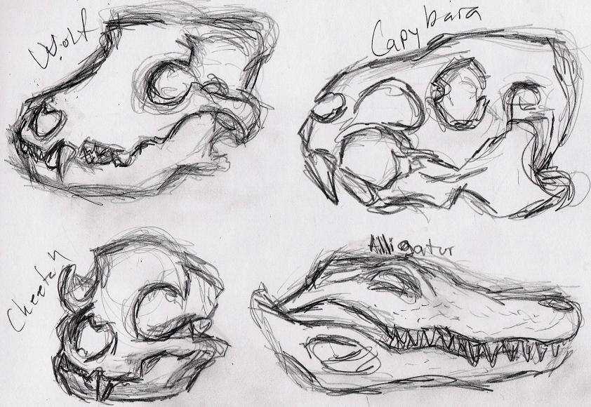 Рисунок черепа животного карандашом