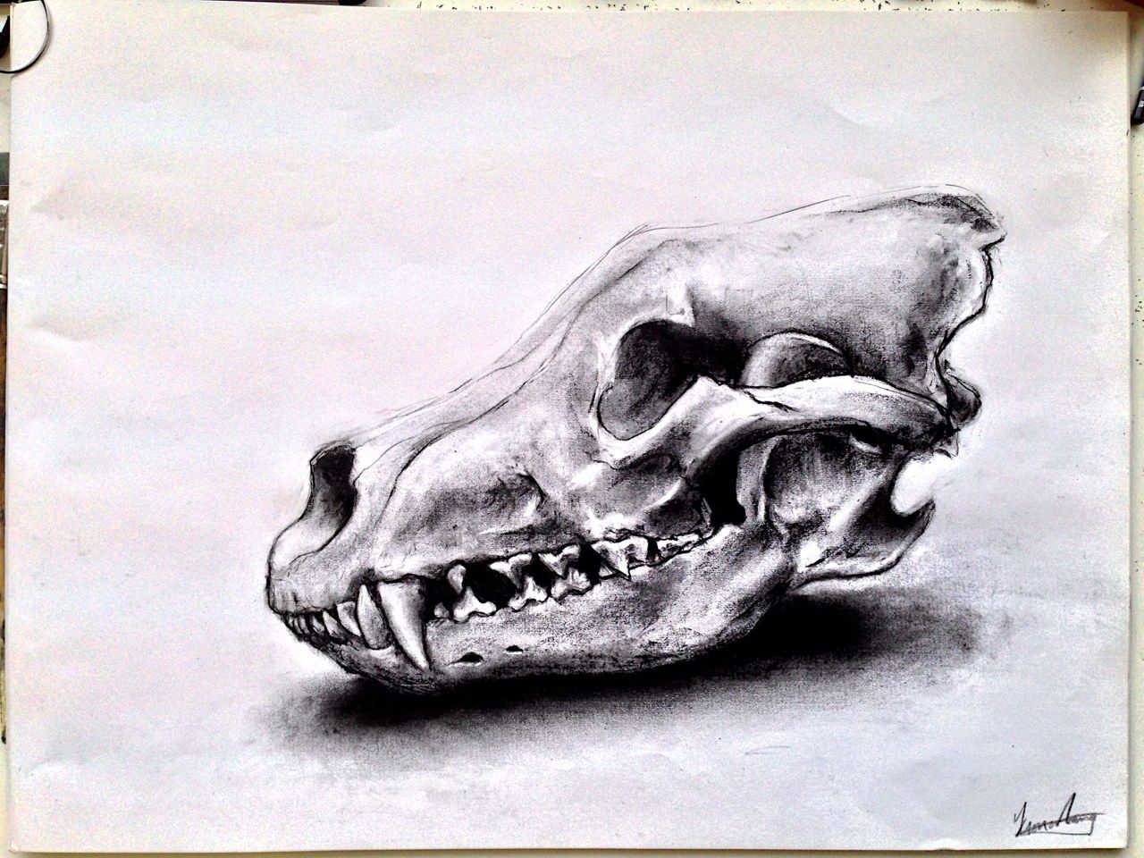 1280x960 Animal Skull Drawings - Animal Skull Drawing