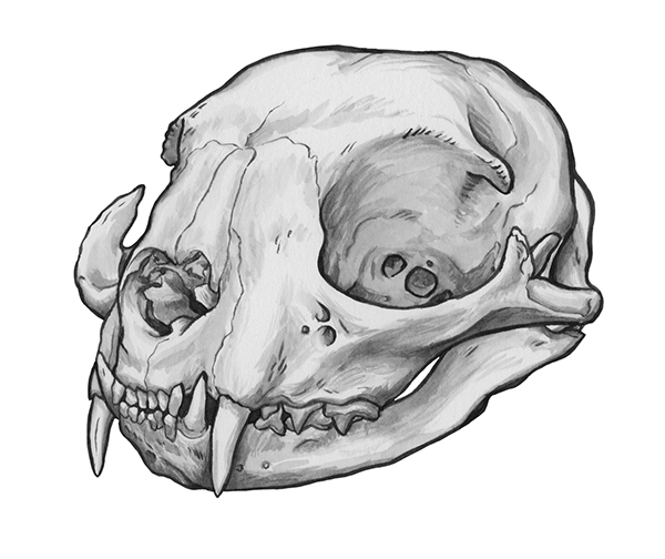 600x504 Animal Skull Series On Behance - Animal Skull Drawing