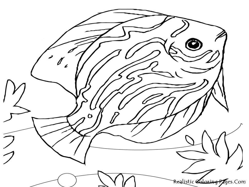 Animals Drawing For Colouring at PaintingValley.com | Explore