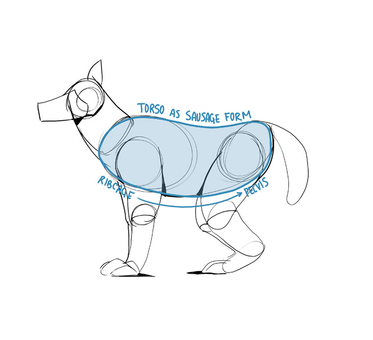 760x692 part two constructional drawing lesson - Animals Drawing Images