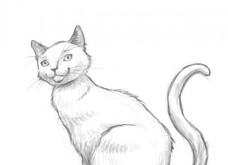 324x235 Drawing Animals - Animals Drawing Images