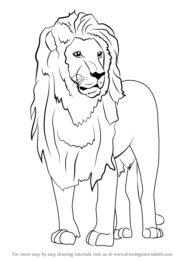 597x844 Learn How To Draw An Asian Lion - Animals Drawing Images