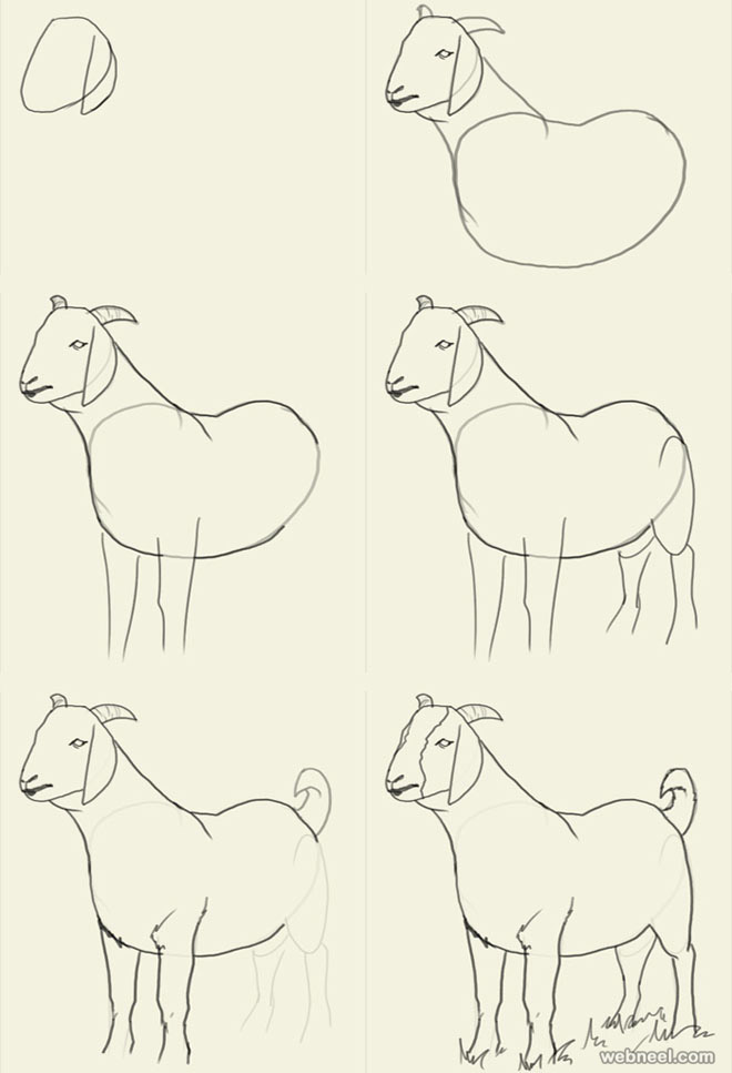 Animals Drawing Photos