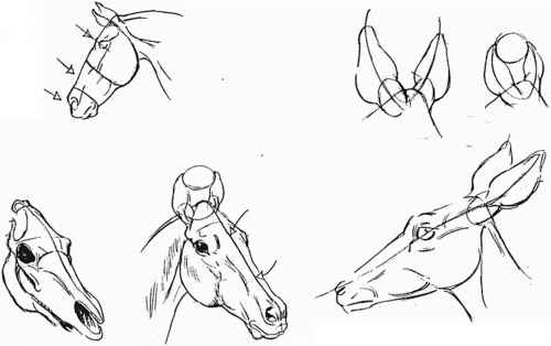 500x314 Tips On Drawing Animals - Animals Drawing Photos