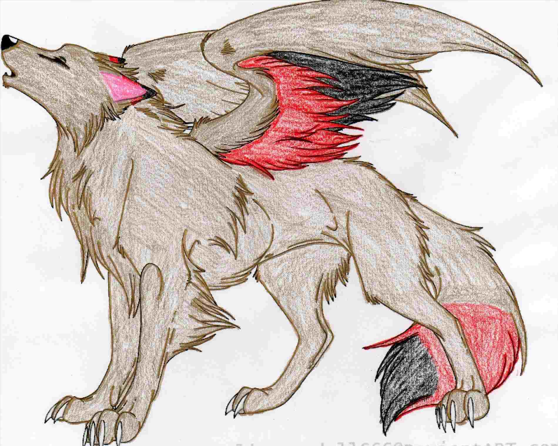 1899x1519 Wolf Anime Wolf Drawing With Wings Drawing With Wings - Anime Wolf Drawing