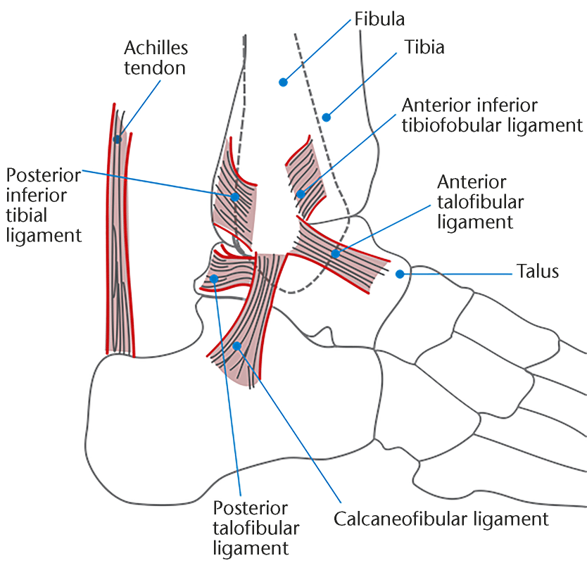 834x800 Drawing Showing The Ligaments Of The Lateral Side Of The Ankle - Ankle Drawing