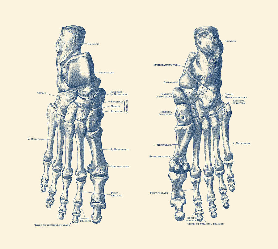 900x805 Foot And Ankle Skeletal Diagram - Ankle Drawing