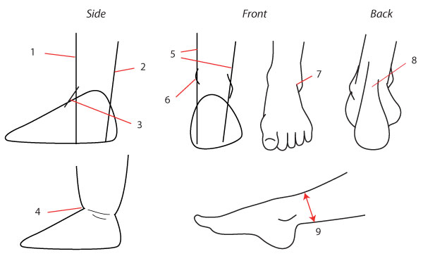 600x381 Human Anatomy Fundamentals How To Draw Feet - Ankle Drawing