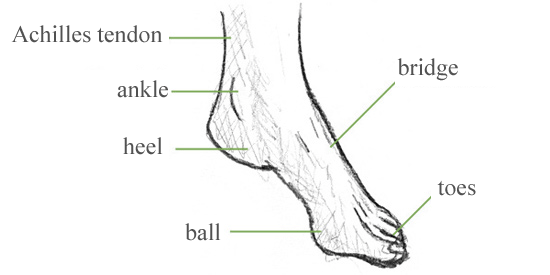 Ankle Drawing At Explore Collection Of Ankle Drawing