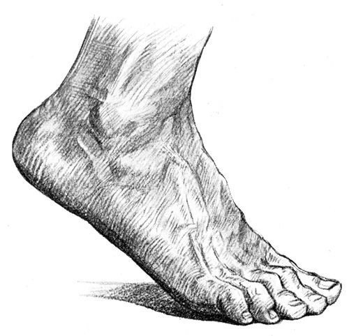 500x482 Foot And Ankle Anatomy For Artists Foot Anatomy - Ankle Drawing