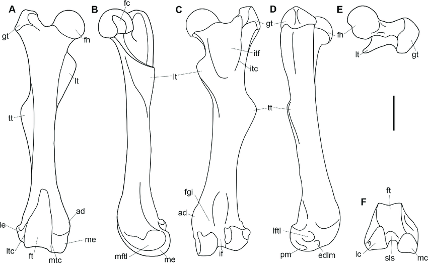 850x522 Annotated Line Drawing Of The Right Femur Of Periptychus - Annotated Drawing