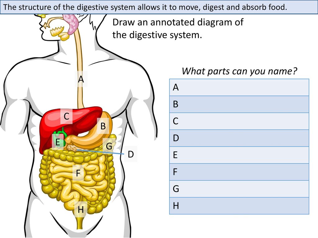 1024x768 Draw An Annotated Diagram Of The Digestive System - Annotated Drawing