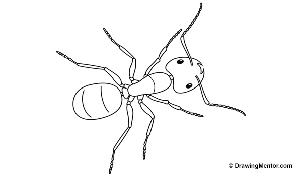 600x350 how to draw an ant - Ant Cartoon Drawing