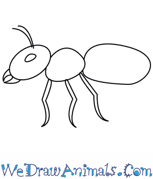300x350 how to draw an ant - Ant Cartoon Drawing