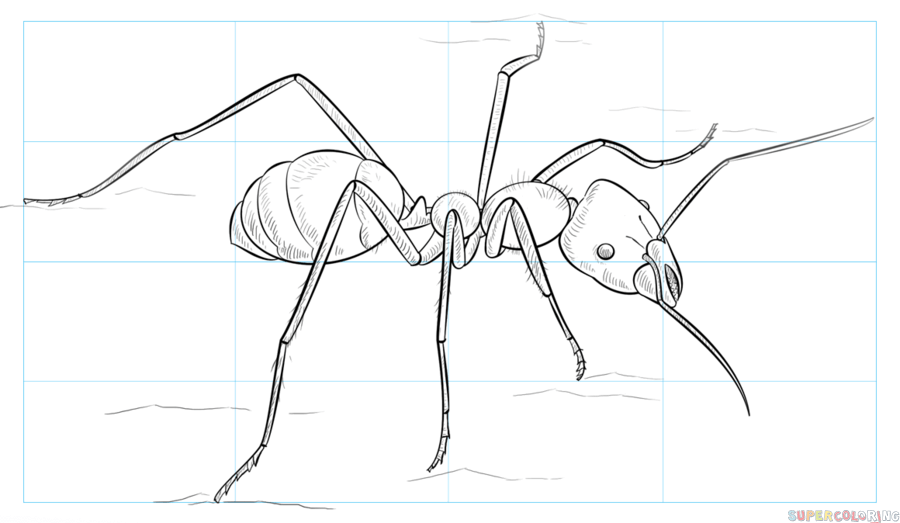 900x523 drawing pictures ant for free download - Ant Drawing