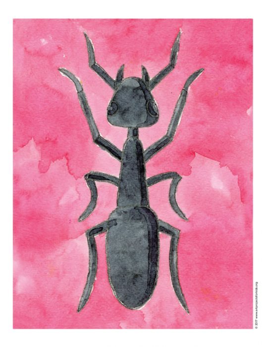 543x700 draw an ant art projects for kids - Ant Drawing