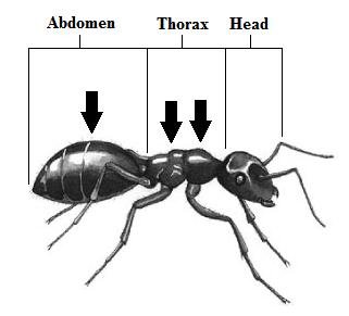 321x291 drawing of an ant the arrows indicate the spots where the colours - Ant Drawing