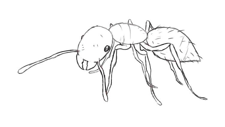750x423 how to draw an ant - Ant Drawing