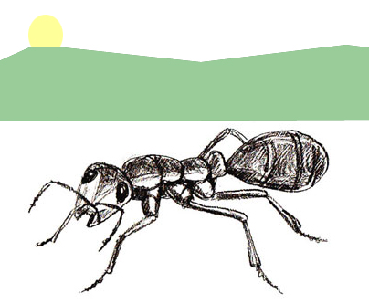 404x333 how to draw an ant - Ant Drawing