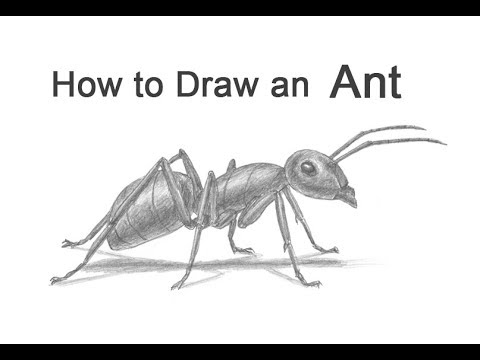 480x360 how to draw an ant - Ant Drawing