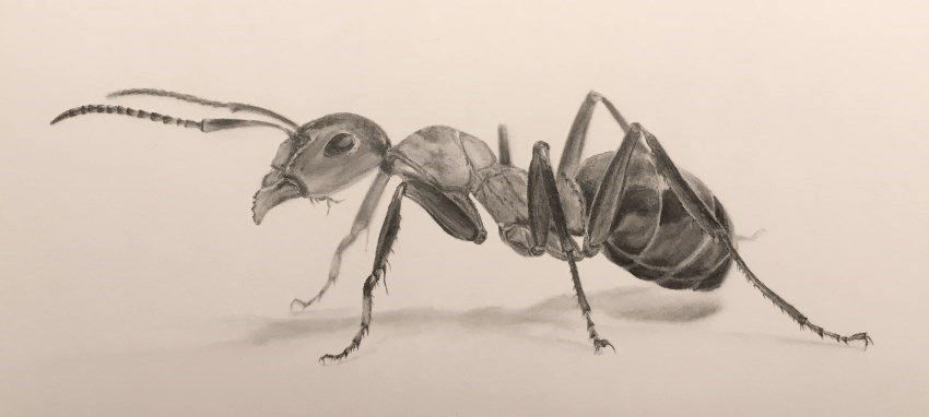 850x382 pencil drawing of an ant insect drawings gallery drawing - Ant Drawing
