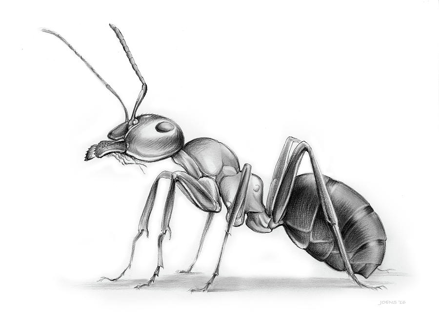 900x653 ant drawing - Ant Drawing
