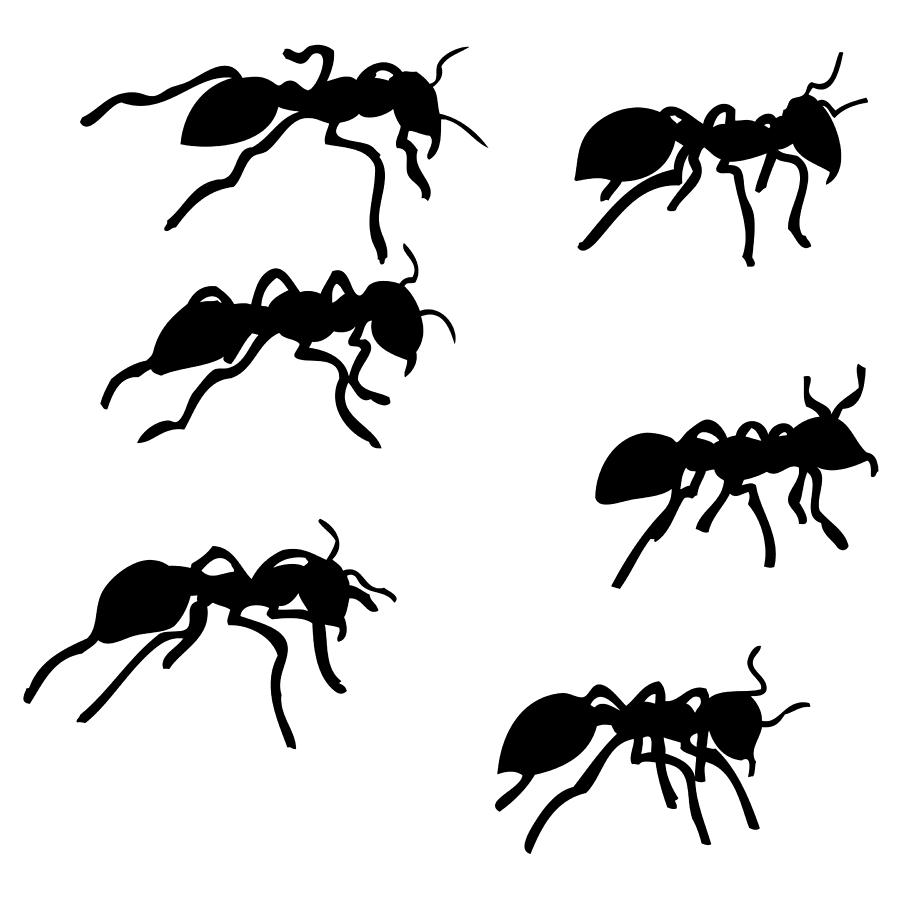 900x900 Six Ants Drawing - Ant Drawing
