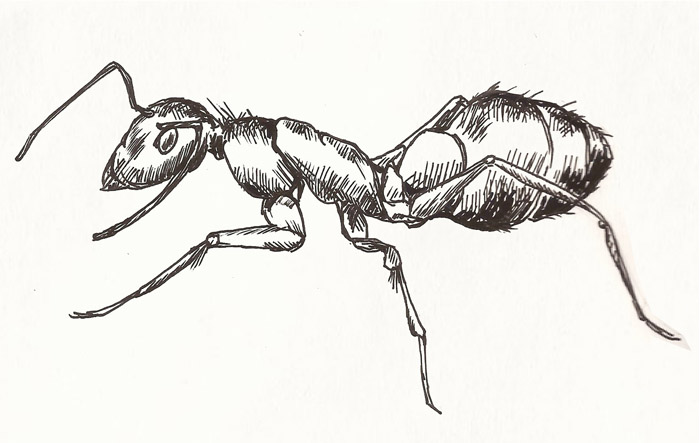 700x443 ant drawing illustration news, events, general stuff - Ant Drawing