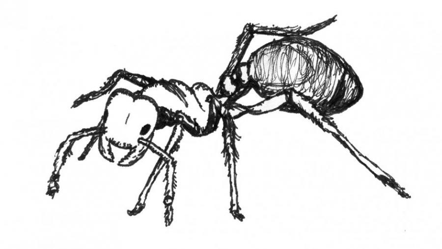 900x507 ant drawing animals drawings pictures drawings ideas for kids - Ant Drawing